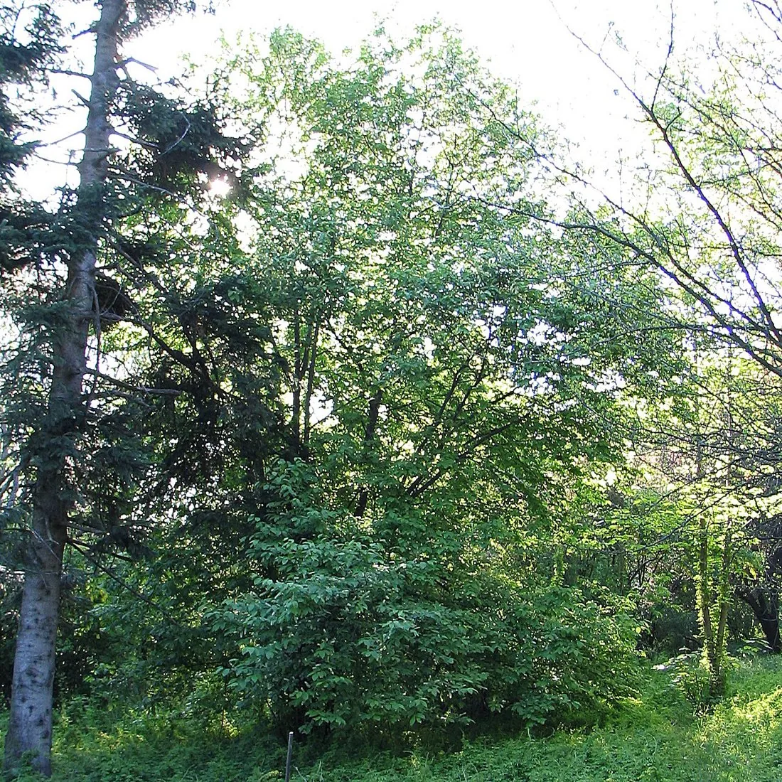 Black cherry · Prunus serotina