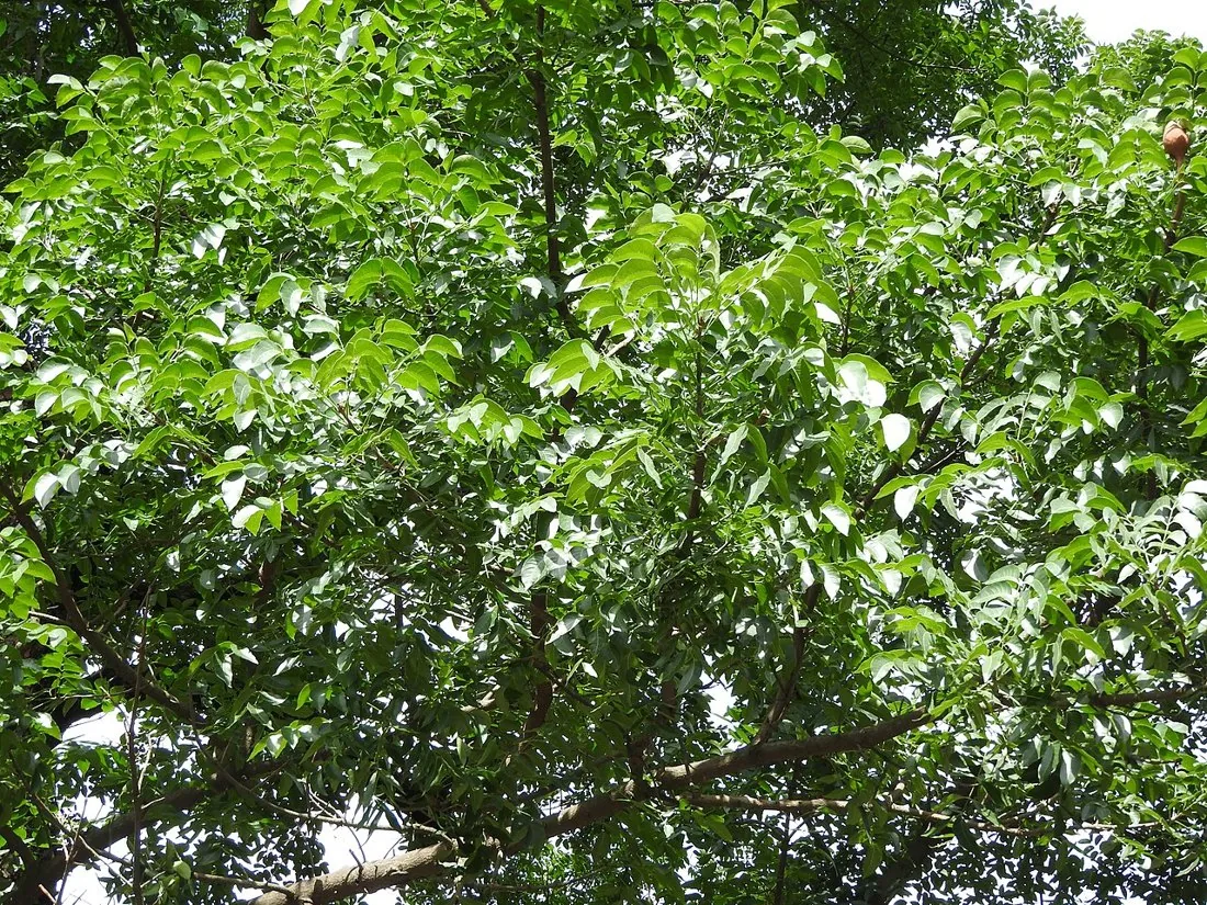Bigleaf mahogany · Swietenia macrophylla, cultivated in India