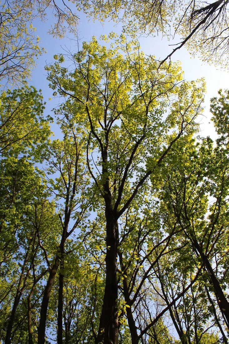 Northern red oak · Quercus rubra