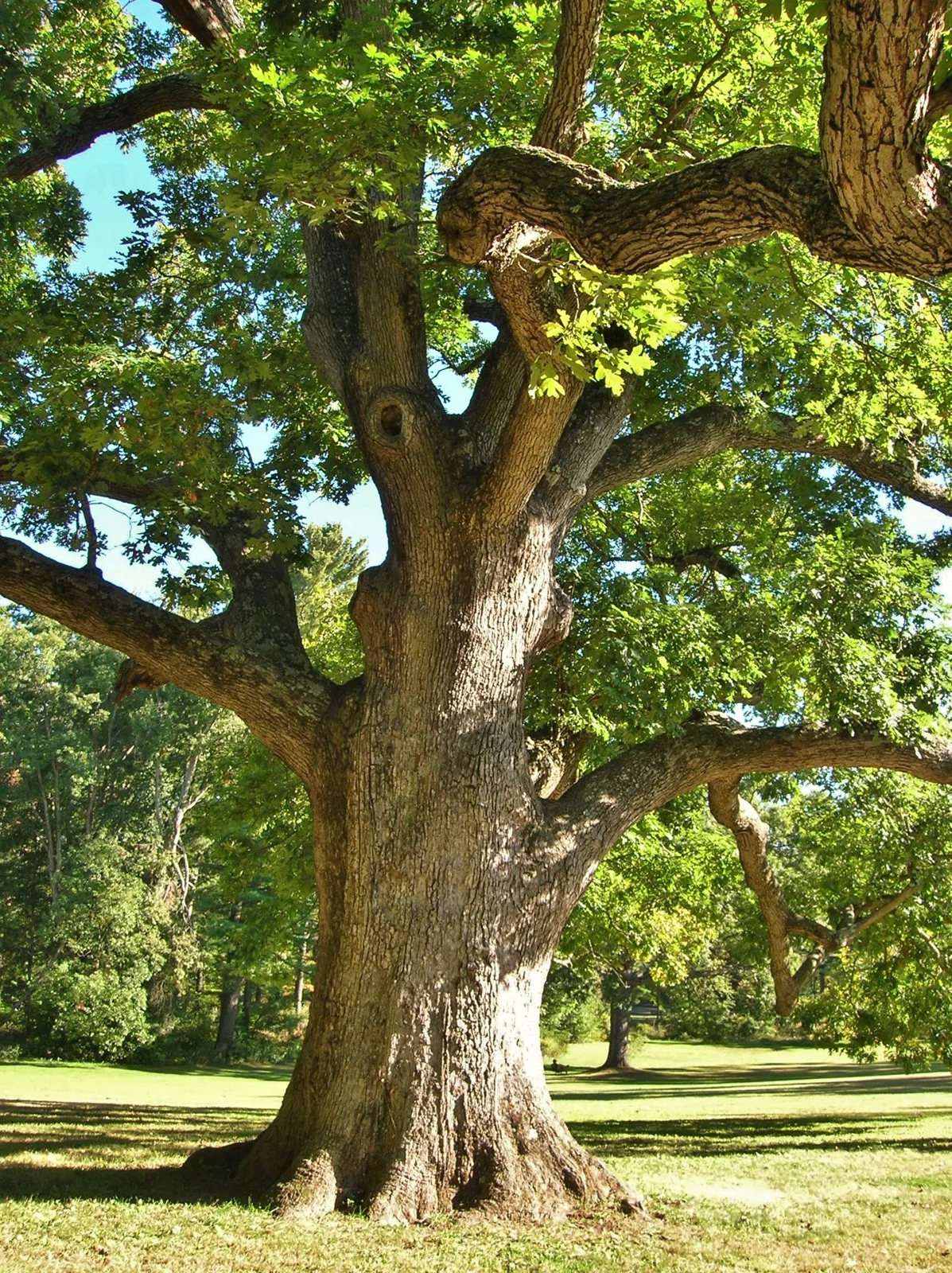 White oak · West Hartford, Connecticut